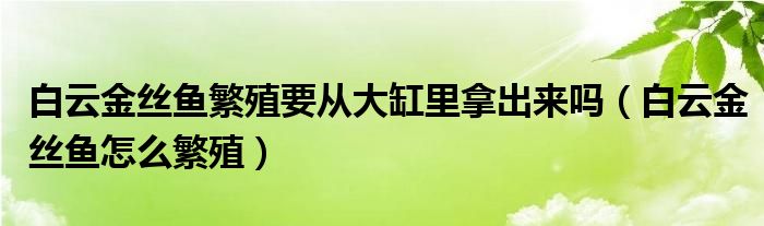 白云金丝鱼繁殖要从大缸里拿出来吗（白云金丝鱼怎么繁殖）