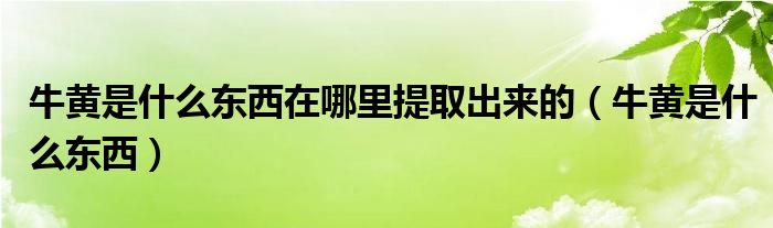 牛黄是什么东西在哪里提取出来的（牛黄是什么东西）