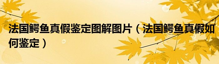 法国鳄鱼真假鉴定图解图片（法国鳄鱼真假如何鉴定）