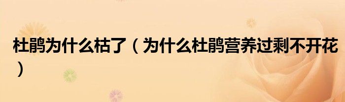 杜鹃为什么枯了（为什么杜鹃营养过剩不开花）