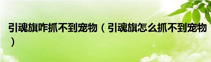 引魂旗咋抓不到宠物（引魂旗怎么抓不到宠物）