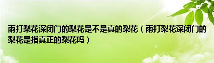 雨打梨花深闭门的梨花是不是真的梨花（雨打梨花深闭门的梨花是指真正的梨花吗）