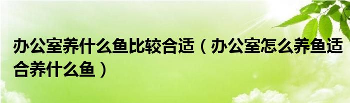 办公室养什么鱼比较合适（办公室怎么养鱼适合养什么鱼）