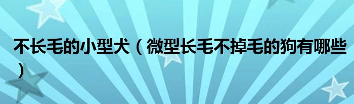 不长毛的小型犬（微型长毛不掉毛的狗有哪些）