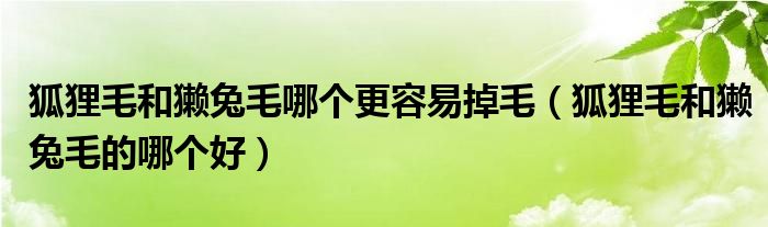 狐狸毛和獭兔毛哪个更容易掉毛（狐狸毛和獭兔毛的哪个好）