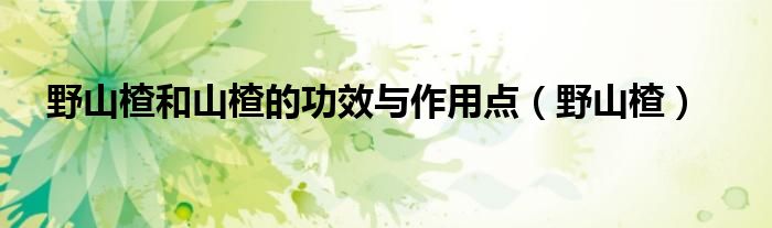 野山楂和山楂的功效与作用点（野山楂）