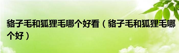 貉子毛和狐狸毛哪个好看（貉子毛和狐狸毛哪个好）