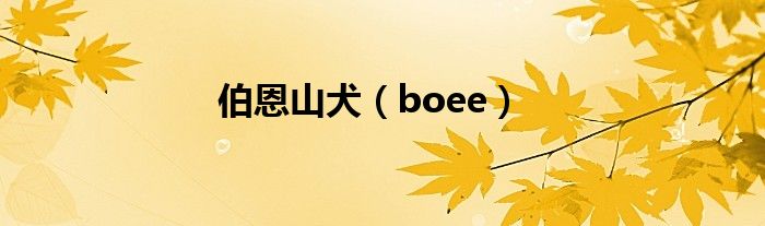 伯恩山犬（boee）