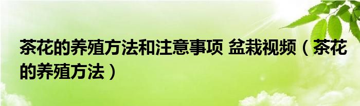 茶花的养殖方法和注意事项 盆栽视频（茶花的养殖方法）