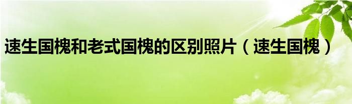 速生国槐和老式国槐的区别照片（速生国槐）