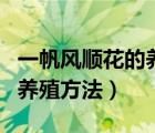 一帆风顺花的养殖方法和浇水（一帆风顺花的养殖方法）