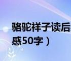 骆驼祥子读后感50字第一章（骆驼祥子读后感50字）