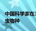 中国科学家在1亿年前就发现了模仿地艾的昆虫物种