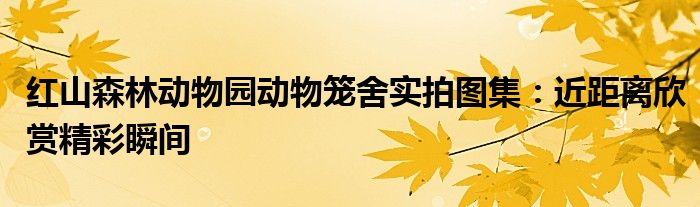 红山森林动物园动物笼舍实拍图集：近距离欣赏精彩瞬间